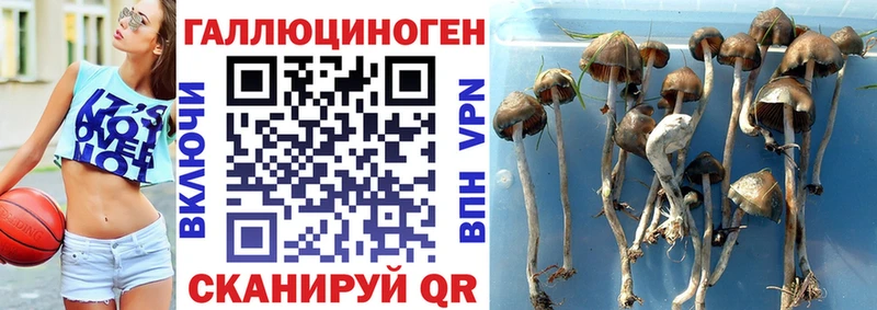 блэк спрут как зайти  Дедовск  Галлюциногенные грибы GOLDEN TEACHER  цены  